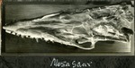 086_07: Mosasaur by George Fryer Sternberg 1883-1969