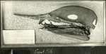 086_08: Snout Fish by George Fryer Sternberg 1883-1969