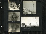 087_00: Five Black and White Photographs of Fossils by George Fryer Sternberg 1883-1969