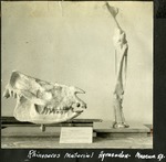 087_04: Partial Rhinoceros Hyracodon - Museum Specimen by George Fryer Sternberg 1883-1969