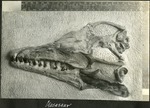 088_02: Mosasaur by George Fryer Sternberg 1883-1969
