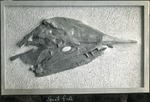 088_05: Snout Fish by George Fryer Sternberg 1883-1969