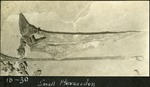 089_01: 10-30 Small Pteranodon by George Fryer Sternberg 1883-1969