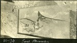 089_02: 11-30 Small Pteranodon by George Fryer Sternberg 1883-1969
