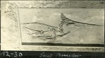 089_03: 12-30 Small Pteranodon by George Fryer Sternberg 1883-1969