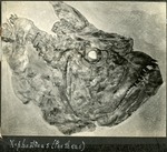 090_02: Xiphactinus (Portheus) by George Fryer Sternberg 1883-1969