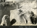 109_03: Elephant Limb Bones- Found by Tuttle's South of Quinter