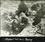 111_03: Elephant Limb Bone Quarry by George Fryer Sternberg 1883-1969