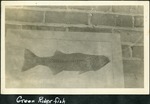 112_01: Green River Fish by George Fryer Sternberg 1883-1969