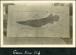 112_02: Green River Fish by George Fryer Sternberg 1883-1969