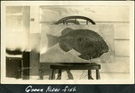 112_03: Green River Fish by George Fryer Sternberg 1883-1969