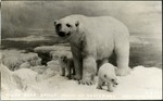 113_02: Polar Bear Group House of Yesterday Hastings, Nebraska F-231 by George Fryer Sternberg 1883-1969