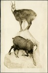 113_04: Pronghorn Antelope by George Fryer Sternberg 1883-1969