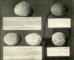 015_02: Fossil Eggs by George Fryer Sternberg 1883-1969