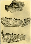 019_03: Four Different Fossils by George Fryer Sternberg 1883-1969