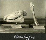 019_04: Fossil Specimens of a Mesohippus Bardi by George Fryer Sternberg 1883-1969