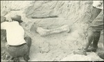 026_02: Limb Bone in the Ground by George Fryer Sternberg 1883-1969