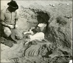 042_02: Applying Plaster on a Fossil by George Fryer Sternberg 1883-1969