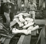 042_04: Looking Over a Large Pile of Fossils and Boxes Ready for Transportation by George Fryer Sternberg 1883-1969