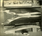 044_01: Top View of a Mastodon Jaw by George Fryer Sternberg 1883-1969