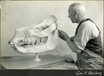 046_01: George Sternberg Processing a Rhino Skull in a Lab by George Fryer Sternberg 1883-1969