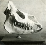 046_03: A Rhino Skull by George Fryer Sternberg 1883-1969