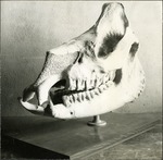 046_04: Another View of the Rhino Skull by George Fryer Sternberg 1883-1969