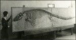 077_02: A Woman Standing Next to a Mosasaur Skeleton by George Fryer Sternberg 1883-1969