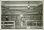 078_02: Mosasaur on Exhibit by George Fryer Sternberg 1883-1969