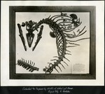 079_01: A Fossil Marine Lizard - Platecarpus by George Fryer Sternberg 1883-1969