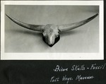 080_01: Bison Skull by George Fryer Sternberg 1883-1969