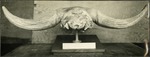 080_02: Bison Skull on Exhibit by George Fryer Sternberg 1883-1969