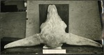 080_03: View of a Bison Skull from Above by George Fryer Sternberg 1883-1969