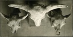 080_04: Exhibit of Three Bison Skulls