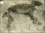 009_01: A Skeleton After Being Found by George Fryer Sternberg 1883-1969