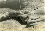 011_04: Large Limb Bones by George Fryer Sternberg 1883-1969