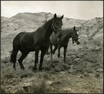 039_04: Two Horses by George Fryer Sternberg 1883-1969