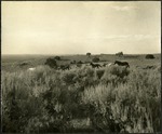 047_01: A Team of Wild Horses by George Fryer Sternberg 1883-1969