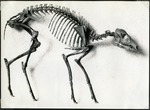 063_01: A Skeleton of an Unknown Animal by George Fryer Sternberg 1883-1969