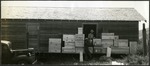 066_02: Packing Crates with Fossils for Transport by George Fryer Sternberg 1883-1969