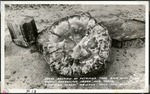 067_06: A Cross Section of a Petrified Tree by George Fryer Sternberg 1883-1969