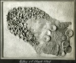 073_02: A Portion of a Shark Skull by George Fryer Sternberg 1883-1969