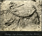 073_04: A Fossil Skeleton of a Mosasaur Dinosaur by George Fryer Sternberg 1883-1969