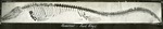 074_01: A Fossil Skeleton of a Mosasaur Dinosaur by George Fryer Sternberg 1883-1969