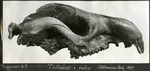 074_02: A Fossil of a Trogosus skull by George Fryer Sternberg 1883-1969