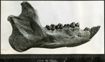 074_04: A Fossil of a Trogosus skull by George Fryer Sternberg 1883-1969