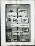 080_03: Display Case of Various Fossils in the Museum at Augustana College by George Fryer Sternberg 1883-1969