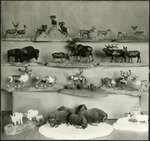 081_01: Exhibit of Thirteen Models of Animals by George Fryer Sternberg 1883-1969