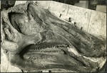 085_04: A Skull of a Duck-Billed Dinosaur by George Fryer Sternberg 1883-1969