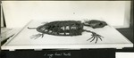 087_01: A Fossil of a Skeleton of a Turtle by George Fryer Sternberg 1883-1969